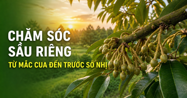 Chăm sóc sầu riêng từ giai đoạn mắc cua đến trước sổ nhị
