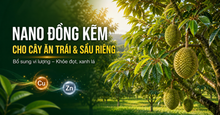 Nano Đồng Kẽm cho cây ăn trái và sầu riêng