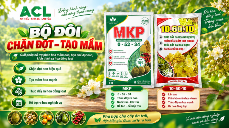 Bộ đôi chặn đọt tạo mầm MKP 0-52-34 và NPK 10-60-10 ACL
